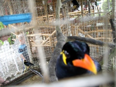 Mina birds that could speak fluent Tagalog & Visayan